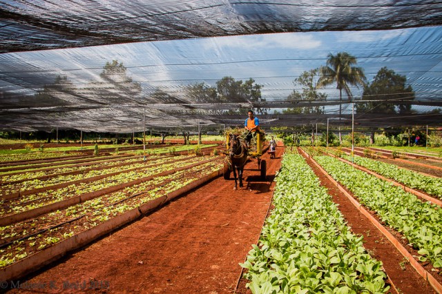 Cuba’s maintainable farming in danger in UNITED STATE thaw
