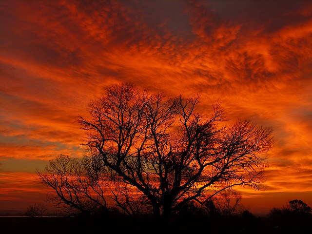 Brazil: Its own Woodland Resources also, likewise a Promising Future in the Creation of Meals, Fiber, as well as Power