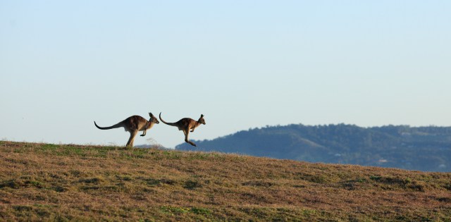 Consume residents: swapping sheep and cows for kangaroos in addition to camels might potentially assist our setup